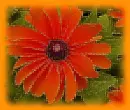 rudbeckia