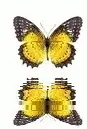 yellow butterfly