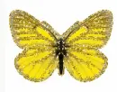 yellow butterfly