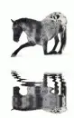 piebald horse