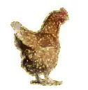 hen