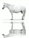 white horse