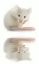 white mouse