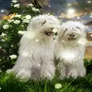 Cute Dog,s