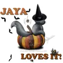 Jaya - Cat - Bat - Loves It