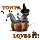 Tonya - Cat - Bat - Loves It