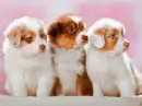 puppies