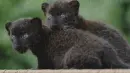 blackpanther cubs