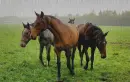 4 horse