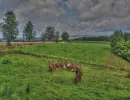 horses