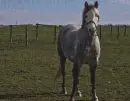 horse