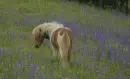 pony