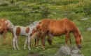ponies