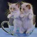 kitten