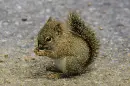 baby squirrel