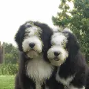 bobtails