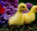 2 baby duck