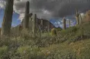nature