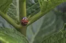 ladybird