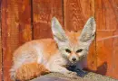 baby fennec