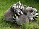lemurs