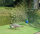 peacock
