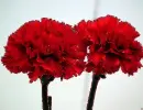 2 red carnation