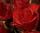 redrosas