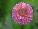 dahlia