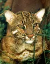 asian golden cat