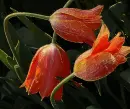 3 tulip