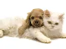 cat with dog