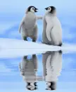 2 penguin
