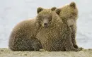 2 bear cub