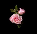 rosa background