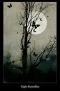 night