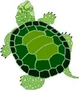 turtle crawling