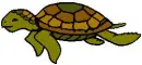 turtle swimming