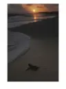 turtle at sunset