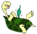 turtle being tickled