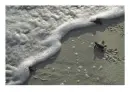 turtle in surf