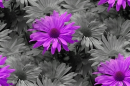 Purple D