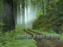 Fog