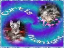 cute dogs