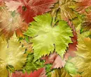 Autumn leaves