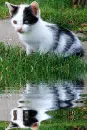 cat