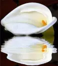 lily