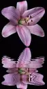 lily