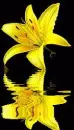 lily