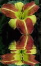 lily